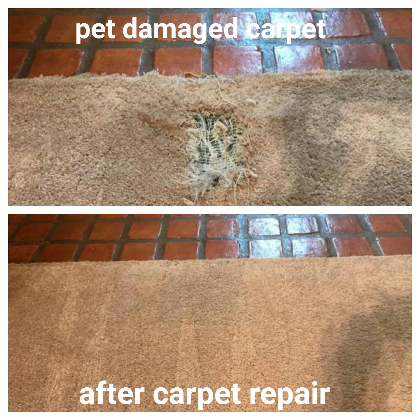 Pet Damage Carpet