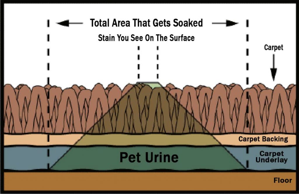 pet urine removal in carpet