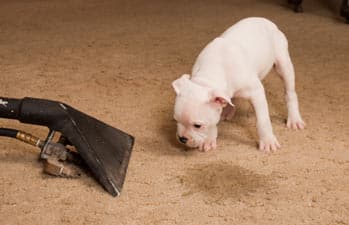 how to clean dog urine out of carpet